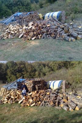 Los enanitos del bosque, como se portan.