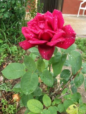 Ahora si, la rosa de lagran