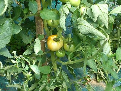 Los tomates tempranos de Lagran