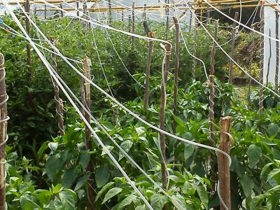 El Invernadero tras dos meses y medio